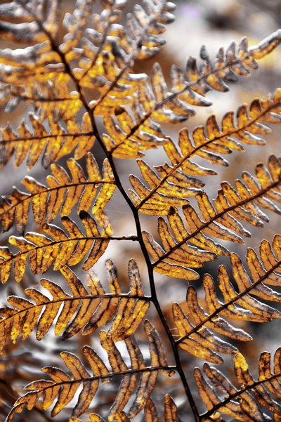 Golden Autumn Fern by Christina Sillen