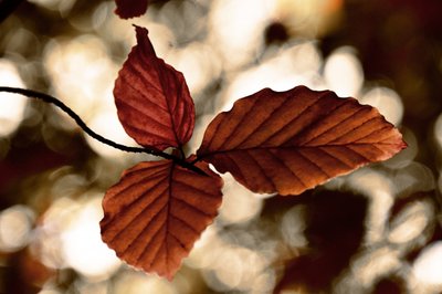 Golden Autumn Leaves by Christina Sillen