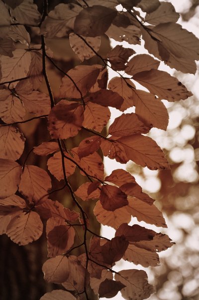 Golden Autumn Leaves by Christina Sillen