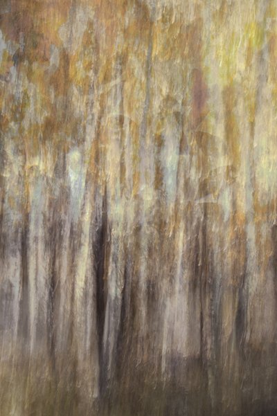 Golden Forest Abstract by Christina Sillen