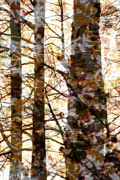 Golden Forest Layers by Christina Sillen
