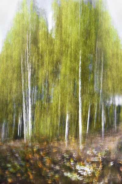 Green Birch Forest Abstract by Christina Sillen