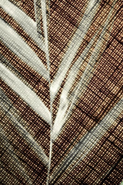 Intricate Leaf Detail by Christina Sillen