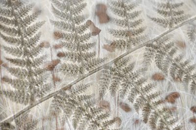 Layered Fern Fronds by Christina Sillen
