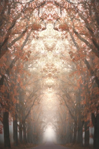 Misty Autumn Avenue by Christina Sillen