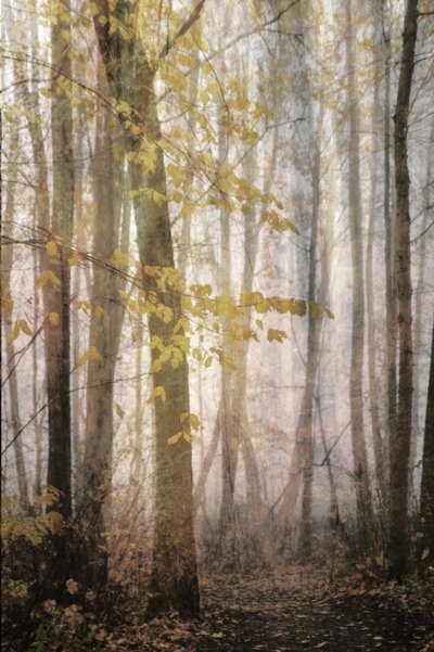 Misty Autumn Path by Christina Sillen