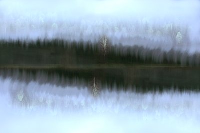 Misty Birch Reflection by Christina Sillen