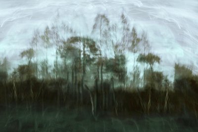 Misty Forest Dream by Christina Sillen