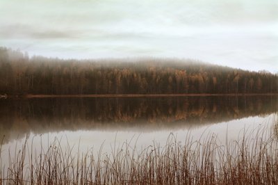 Misty Forest Reflections by Christina Sillen