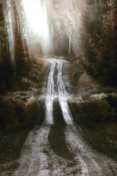Misty Forest Road by Christina Sillen