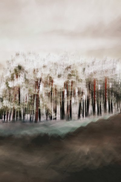 Misty Forest Serenity by Christina Sillen