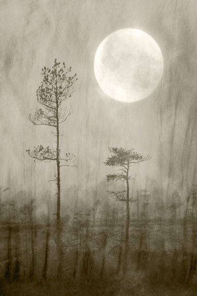 Misty Moon Over Bog by Christina Sillen