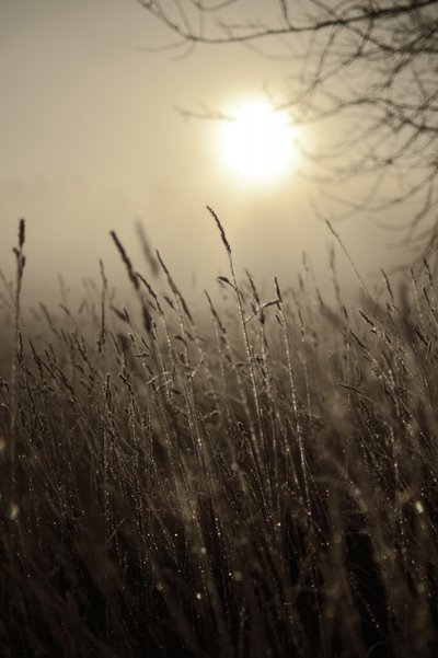 Misty Morning Sun by Christina Sillen
