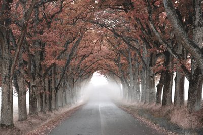 Misty Tree Tunnel by Christina Sillen