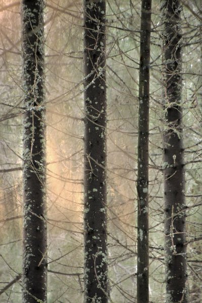 Misty Winter Forest by Christina Sillen