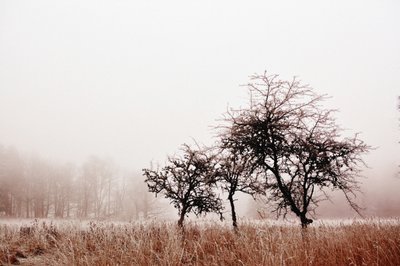 Misty Winter Trees by Christina Sillen