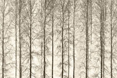 Monochrome Winter Trees by Christina Sillen