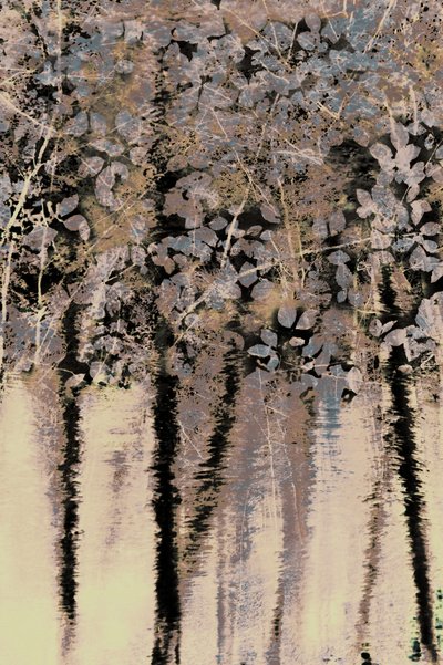 Moody Forest Reflections by Christina Sillen