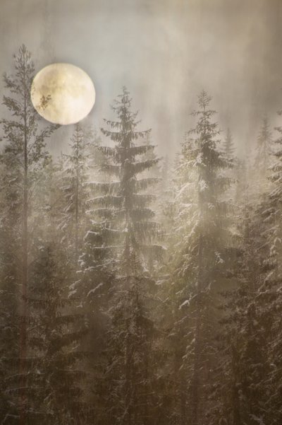 Moonlit Winter Forest by Christina Sillen