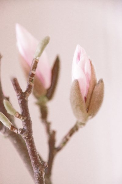 Pink Magnolia Buds by Christina Sillen
