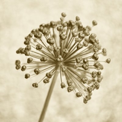 Sepia Allium Sphere by Christina Sillen