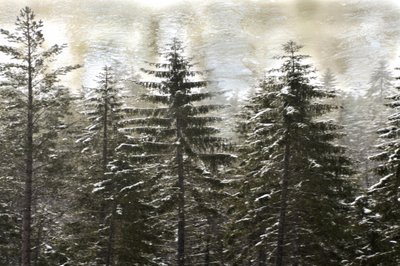 Snowy Winter Forest by Christina Sillen