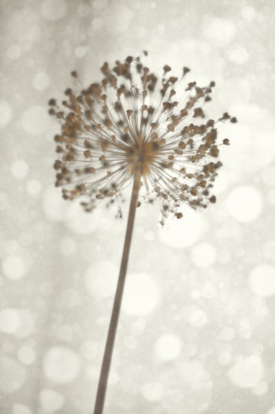 Soft Allium Bloom by Christina Sillen