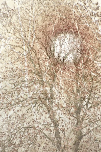 Soft Autumn Tree by Christina Sillen