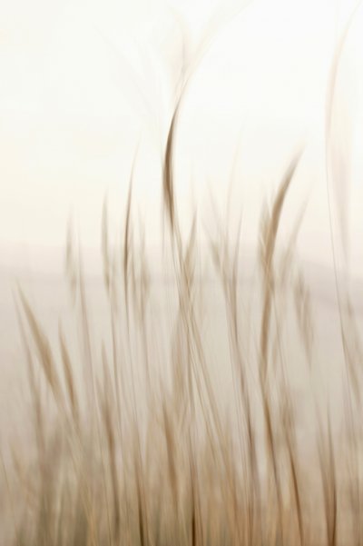 Soft Flowing Grass by Christina Sillen