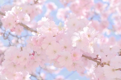Soft Pink Cherry Blossoms by Christina Sillen