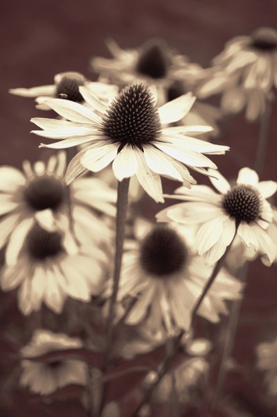Soft Sepia Coneflowers by Christina Sillen