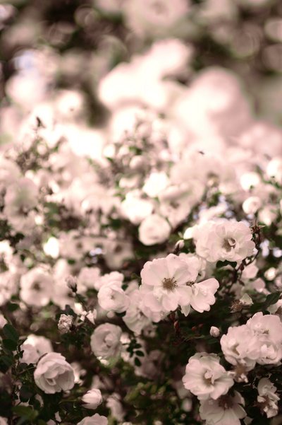 Soft White Roses by Christina Sillen