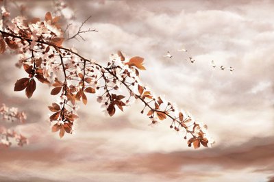 Spring Blossoms and Birds by Christina Sillen