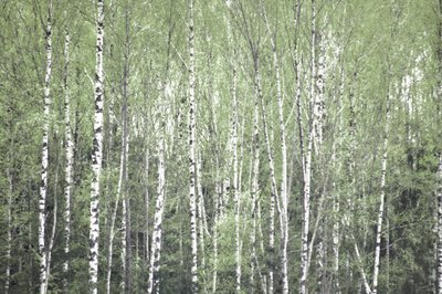Springtime Birch Forest by Christina Sillen