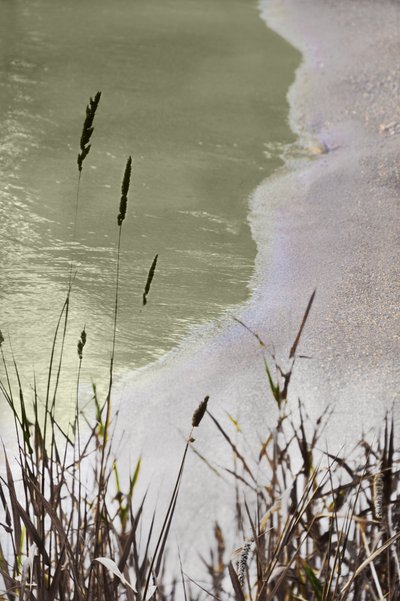 Tranquil Shoreline Grass by Christina Sillen