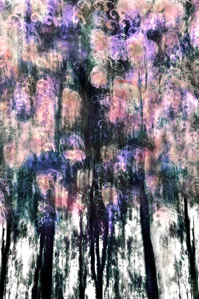 Vibrant Forest Dreams by Christina Sillen