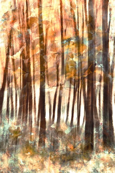 Warm Forest Glow by Christina Sillen