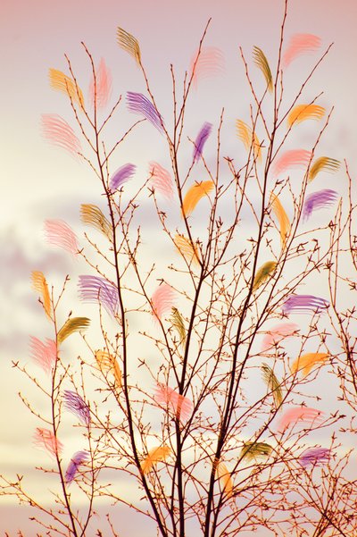 Whimsical Spring Branches by Christina Sillen