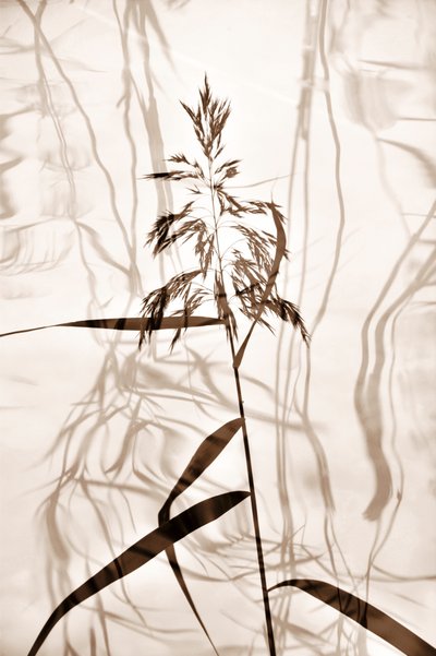 Whispering Reed Shadows by Christina Sillen