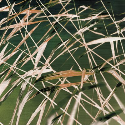 Whispering Reeds Abstract by Christina Sillen