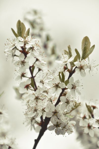 White Spring Blossoms by Christina Sillen