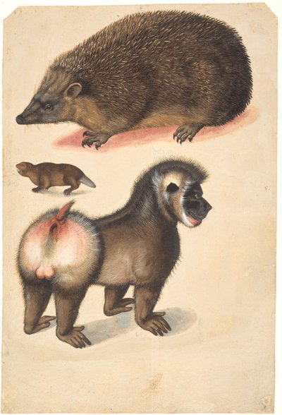 A Hedgehog, a Beaver, and a Male Baboon by Christoph Amberger