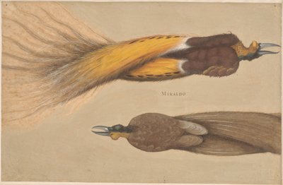 Two Dead Birds of Paradise, Male and Female by Christoph Amberger