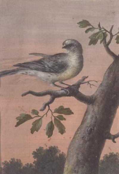 A Bird on a Branch by Christoph Ludwig Agricola