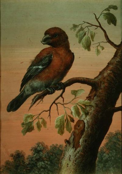 A Parrot on a Branch by Christoph Ludwig Agricola