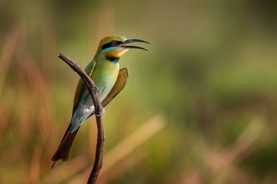 Vibrant Bee-eater Calling by Christoph Schaarschmidt