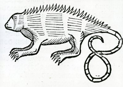 Iguana from 