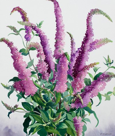 Wild Buddleia by Christopher Ryland