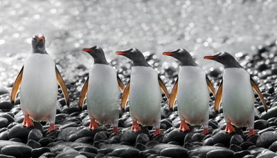 Five Curious Penguins by Chuanxu Ren