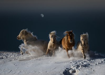 Galloping Snow Horses by Chuanxu Ren